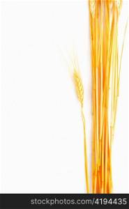Wheat isolated on white