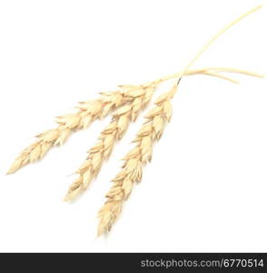 wheat isolated on white