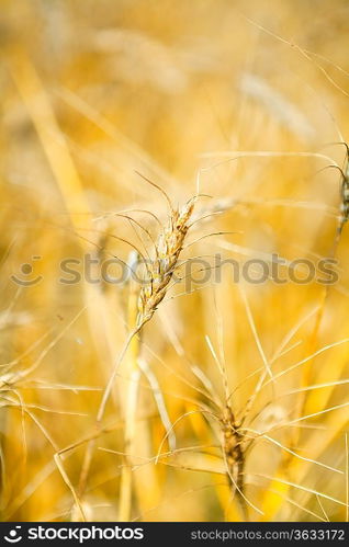 wheat macro