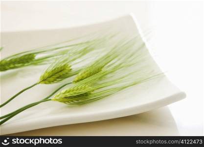 Wheat on a plate