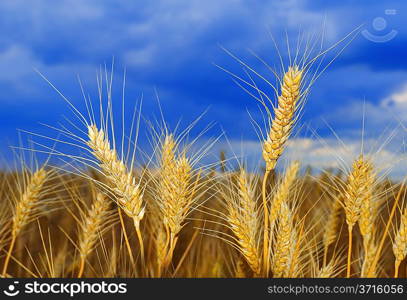 Wheat on the field against dark blue sky