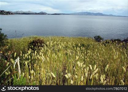 Wheat on the field on the island Isla del Sol, Bolivia