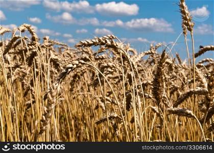 Wheat plants in large field against great cloudy summer sky