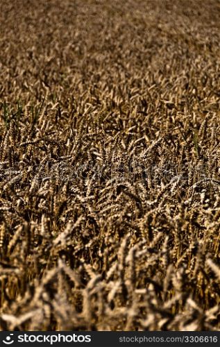 Wheat plants in large field lit by bright summer sun