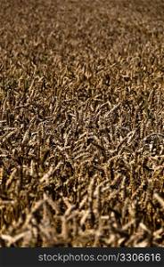 Wheat plants in large field lit by bright summer sun