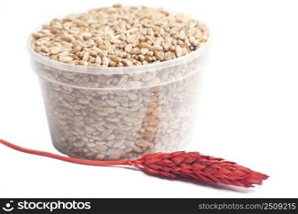 Wheat red ear and wheat grains in bowl isolated on white background.. Wheat red ear and wheat grains in bowl isolated on white background