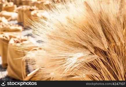Wheat sacks during a sunny day in a warm summer season
