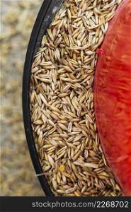 wheat seeds feeding plat animals