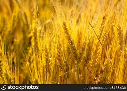 Wheat spikes in golden field with cereal grain