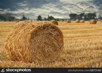 Wheat straw rolls on the field at sunset