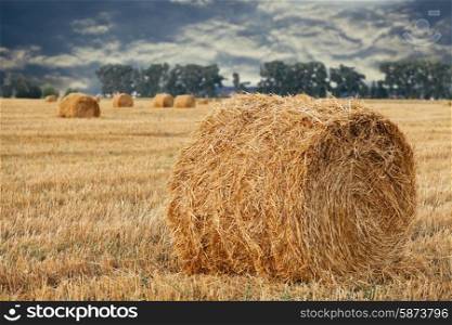 Wheat straw rolls on the field at sunset&#xA;