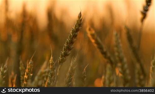 wheat straws at sunset