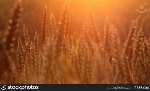wheat straws at sunset