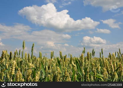 Wheat (Triticum aestivum)