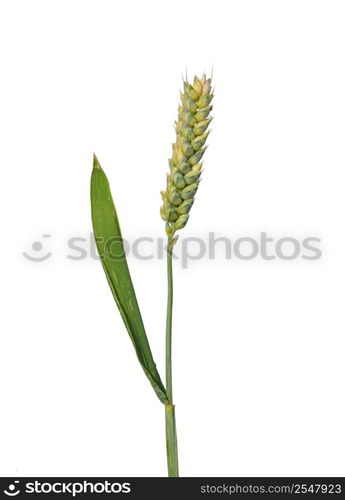 Wheat (Triticum aestivum)