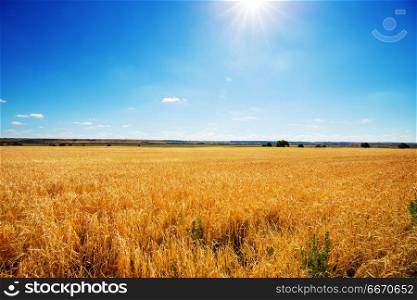 Wheat. Wheat field, close up shot