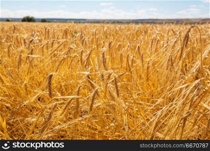 Wheat. Wheat field, close up shot
