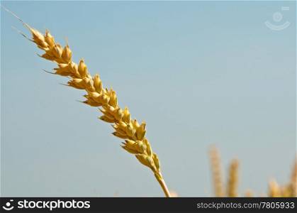 wheat. Wheat Triticum aestivum