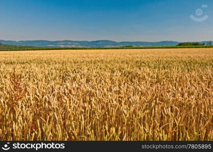 wheat with a panoramic view to hills. Wheat ,Triticum aestivum