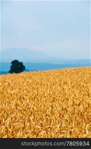 wheat with a panoramic view to hills. Wheat ,Triticum aestivum