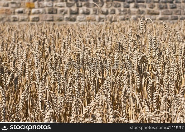 wheat with an old historic wall in the background. Wheat ,Triticum aestivum
