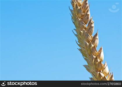 Wheat with blue sky