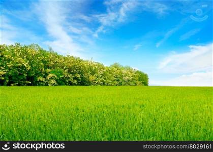 wheaten field, blue sky and locust tree.