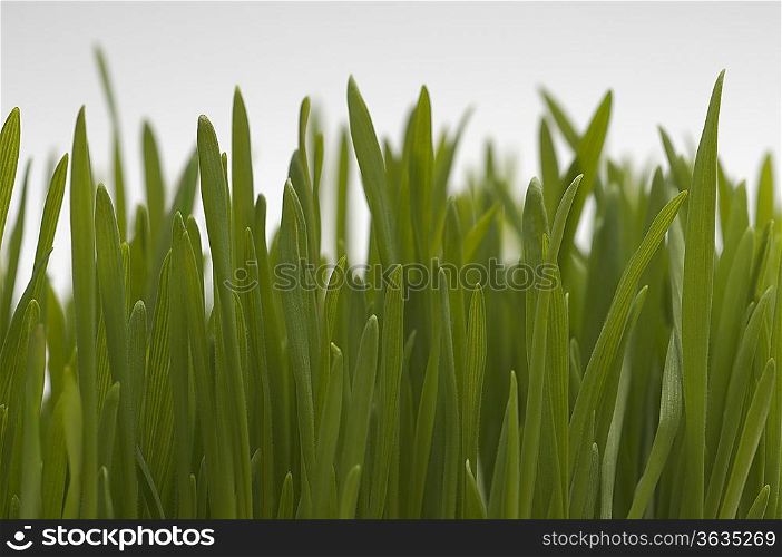 Wheatgrass, close-up