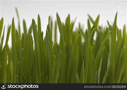 Wheatgrass, close-up
