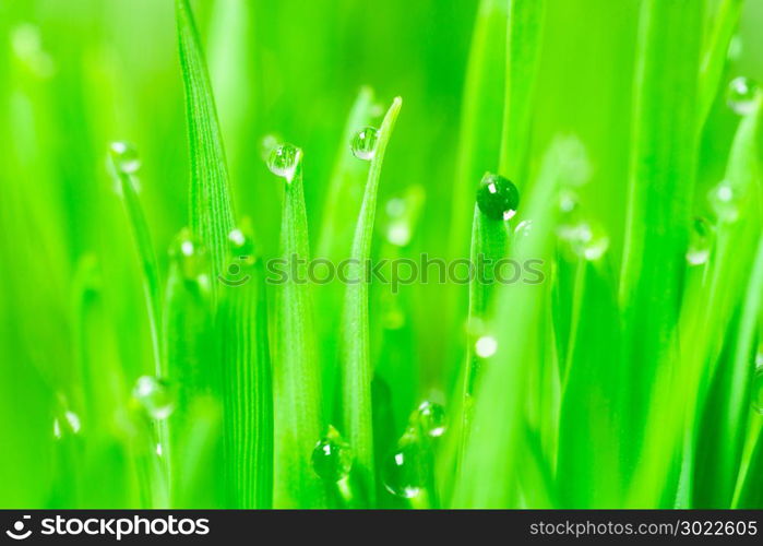 Wheatgrass passes water from root to stem blade tip overnight