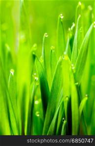 Wheatgrass passes water from root to stem blade tip overnight