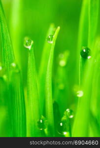 Wheatgrass passes water from root to stem blade tip overnight