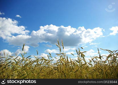 Wheats ears against the blue sky
