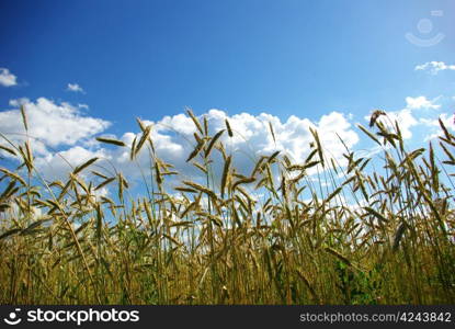 Wheats ears against the blue sky