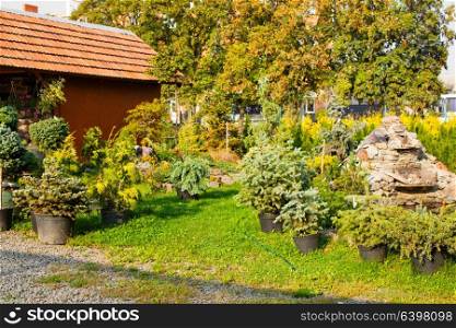 Wheelbarrow near various evergreen plants in garden shop. Wheelbarrow and sunlight outdoor