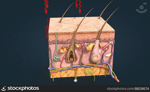 When body temperature rises, sweat glands in the skin secrete sweat that evaporates and cools it 3D illustration. When body temperature rises, sweat glands in the skin secrete sweat that evaporates and cools it.