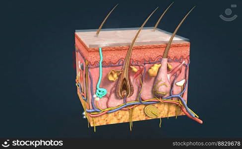 When body temperature rises, sweat glands in the skin secrete sweat that evaporates and cools it 3D illustration. When body temperature rises, sweat glands in the skin secrete sweat that evaporates and cools it.