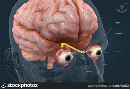 When light hits the retina , special cells called photoreceptors turn the light into electrical signals. These electrical signals travel from the retina through the optic nerve to the brain. Then the brain turns the signals into the images you see. 3d illustration. The mechanism of vision in the human eye
