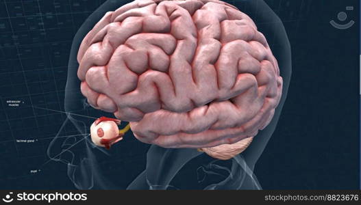 When light hits the retina , special cells called photoreceptors turn the light into electrical signals. These electrical signals travel from the retina through the optic nerve to the brain. Then the brain turns the signals into the images you see. 3d illustration. The mechanism of vision in the human eye