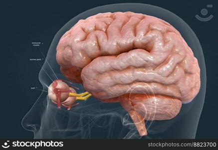 When light hits the retina , special cells called photoreceptors turn the light into electrical signals. These electrical signals travel from the retina through the optic nerve to the brain. Then the brain turns the signals into the images you see. 3d illustration. The mechanism of vision in the human eye