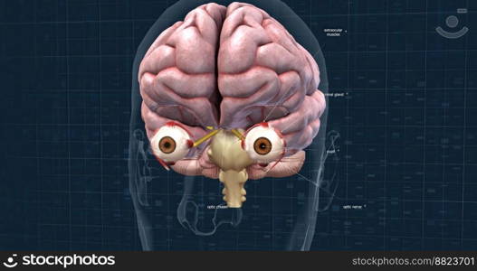 When light hits the retina , special cells called photoreceptors turn the light into electrical signals. These electrical signals travel from the retina through the optic nerve to the brain. Then the brain turns the signals into the images you see. 3d illustration. The mechanism of vision in the human eye