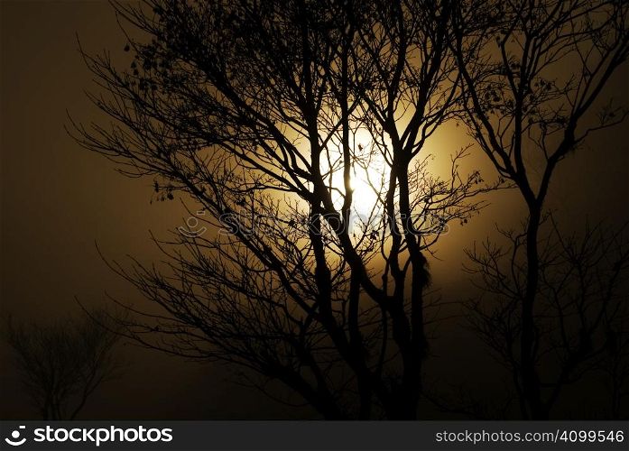 When sunset with mist, the silhouette of trees painted with golden ard look so beautiful.