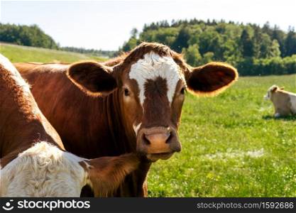 When the weather is nice, the brown cow stands on a green meadow. cow head