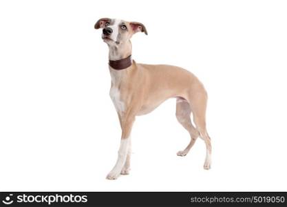 Whippet puppy dog. Whippet puppy dog in front of a white background