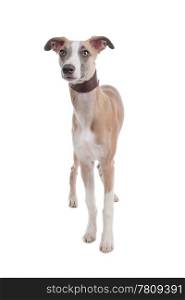 Whippet puppy dog. Whippet puppy dog in front of a white background