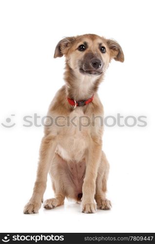 whippet puppy. whippet puppy in front of a white background