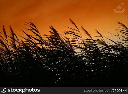 Whispering Reeds At Sunset Wind