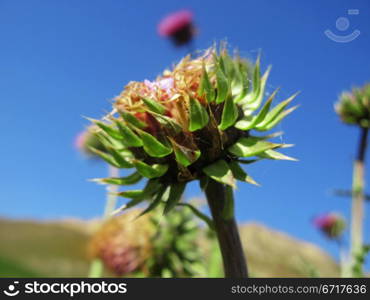 Whistle. Flower with a pink pins blooming among the mountains