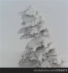 Whistler, Canada - winter