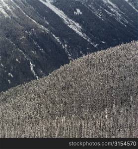 Whistler Mountain in the winter